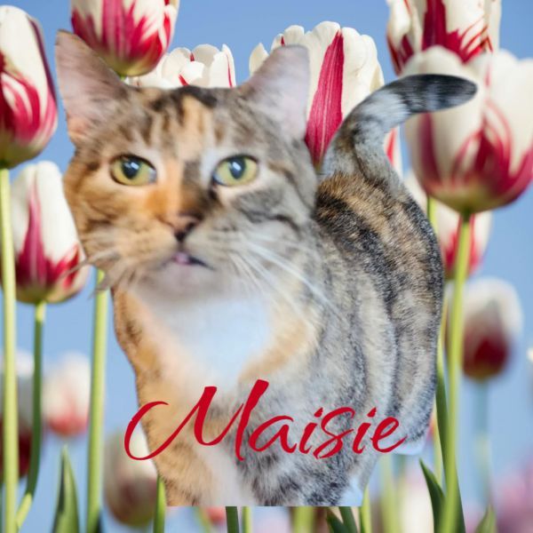 Maisie is a Domestic Short Hair cat, available for adoption in Muncie, IN.
