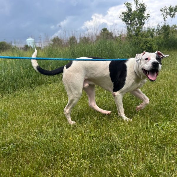 Domino is a Pit Bull Terrier dog, available for adoption in York, PA.