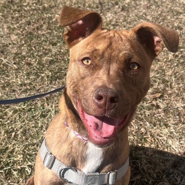Tootsie is a Mixed Breed dog, available for adoption in East Hanover, NJ.