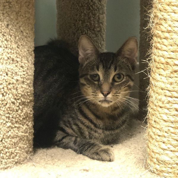 Bailey (k2025) is a Domestic Short Hair cat, available for adoption in Skokie, IL.