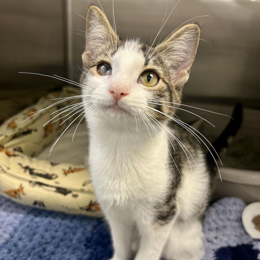 Arcturus is a Domestic Short Hair cat, available for adoption in Richmond, VA.