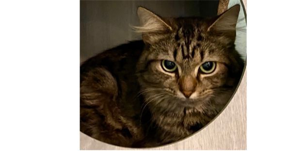 Mossy is a Domestic Medium Hair cat, available for adoption in New Cumberland, WV.