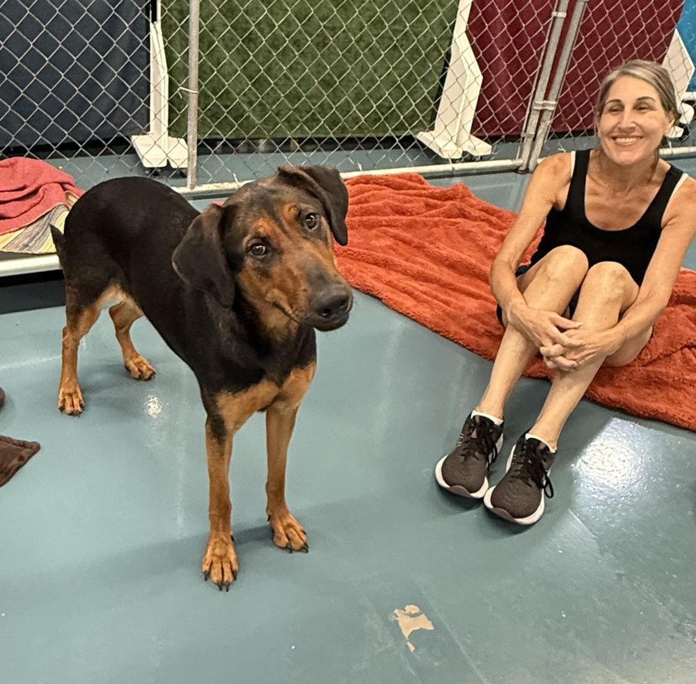 Tina is a German Shepherd Dog and Doberman Pinscher available for adoption in Crystal Lake, IL.