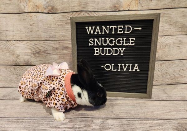Olivia is a English Spot rabbit, available for adoption in Columbus, OH.