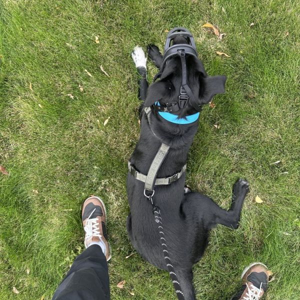 Leon is a Mixed Breed and Black Labrador Retriever dog, available for adoption in Salt Lake City, UT.