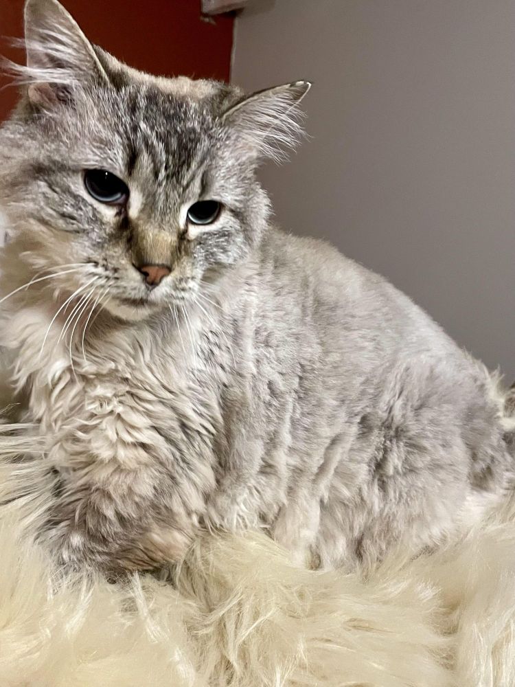 Ashley is a Domestic Long Hair mix cat, available for adoption in Lacon, IL.