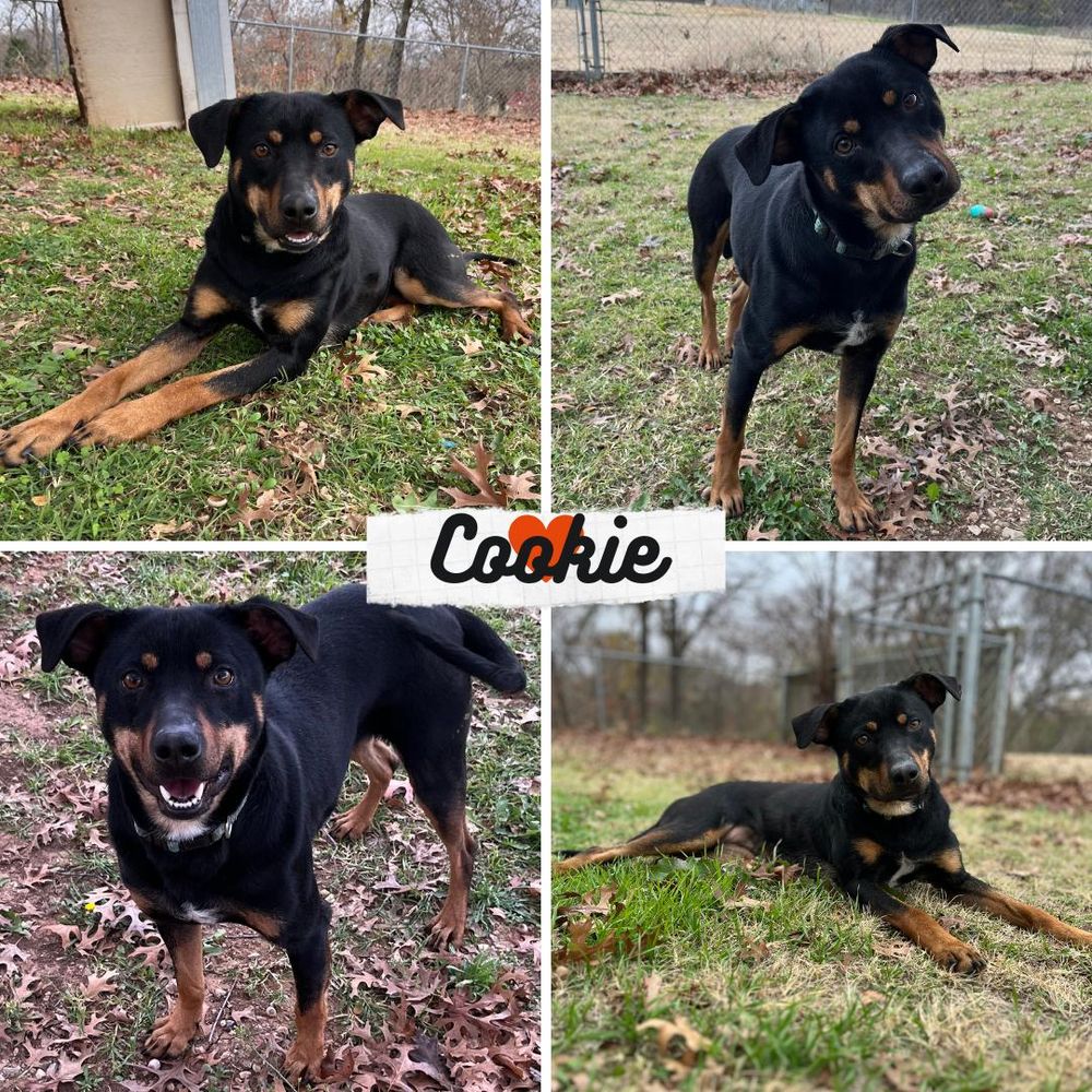 Cookie is a Rottweiler and Mixed Breed dog, available for adoption in Tishomingo, OK.
