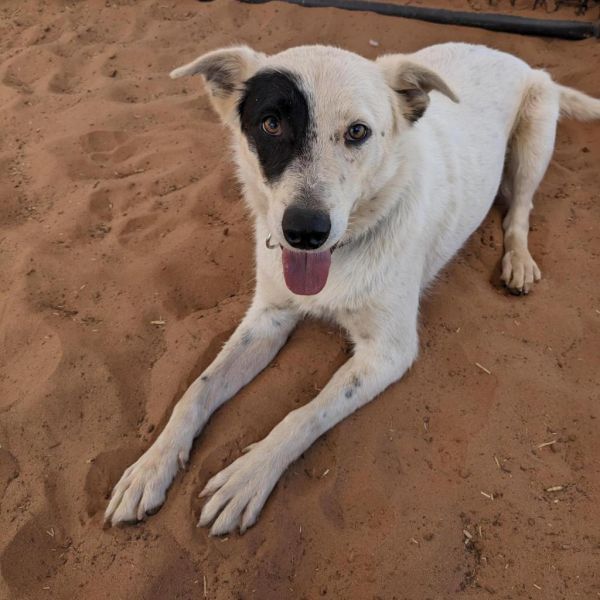 Spots is a Cattle Dog mix available for adoption in Kanab, UT.