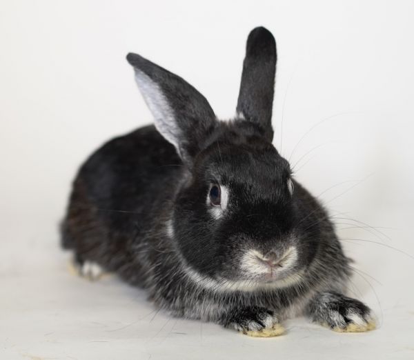 Carmine is a Silver Marten rabbit, available for adoption in San Francisco, CA.