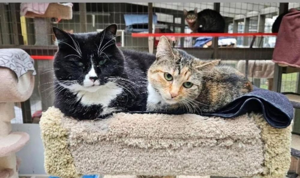 Sockeye (Bonded with Corporal Truelove) is a Torbie cat, available for adoption in Maple Ridge, BC.