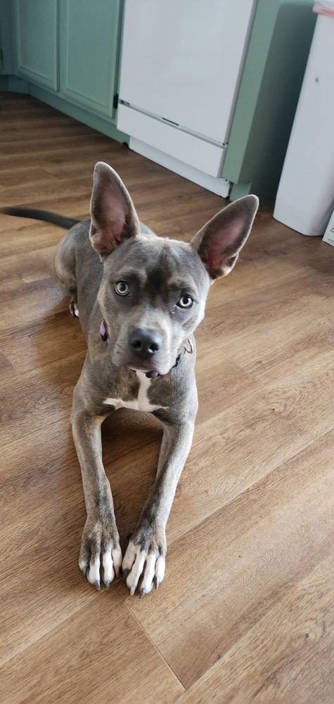 IVY is a Pit Bull Terrier dog, available for adoption in Las Vegas, NV.