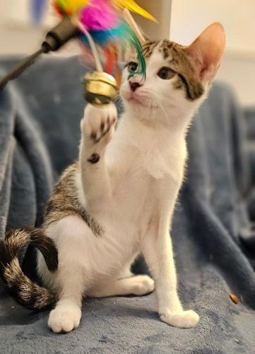 Noah - Petsmart Plantation Foster Home is a Domestic Short Hair cat, available for adoption in Oakland Park, FL.