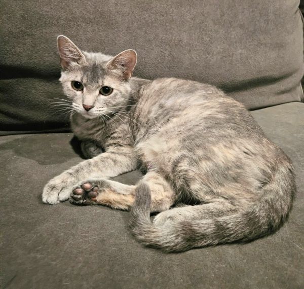 Hoover is a Domestic Short Hair mix cat, available for adoption in Bellevue, NE.