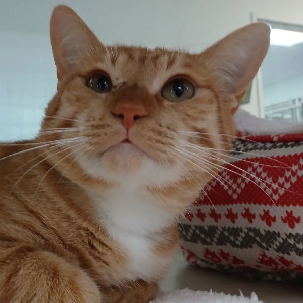 Chester is a Domestic Short Hair cat, available for adoption in Dickinson, TX.