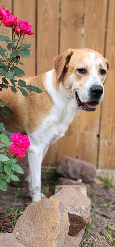 Chase is a Labrador Retriever mix dog, available for adoption in Hermantown, MN.