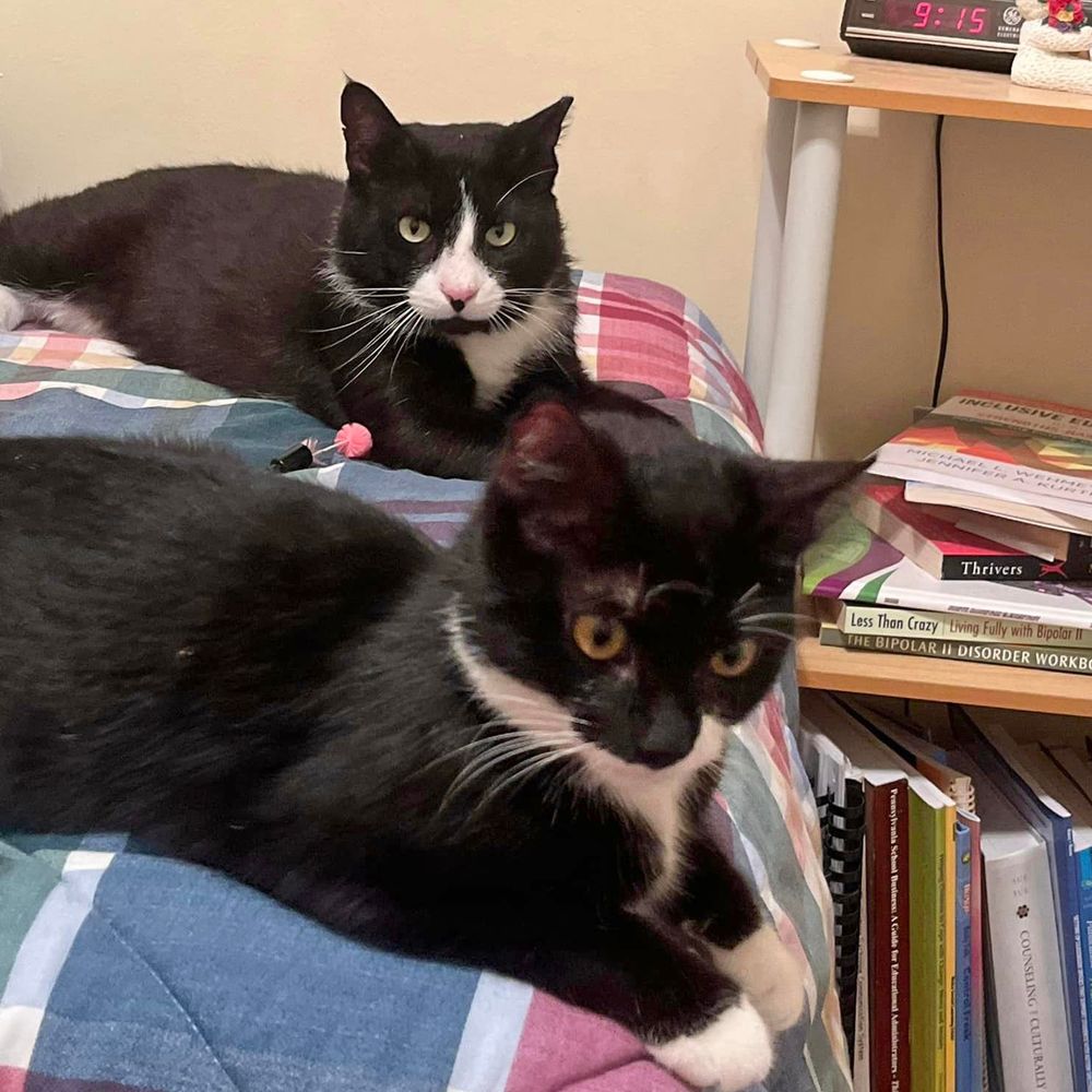 Buddy and Ivy - bonded and FULLY SPONSORED - meet us at Benny's Pet Depot is a Tuxedo and Domestic Short Hair cat, available for adoption in Harrisburg, PA.