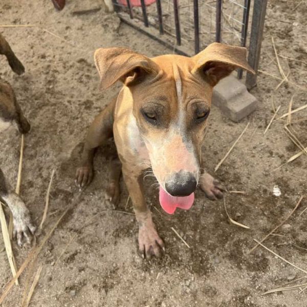 Bridget is a Mixed Breed dog, available for adoption in Bend, OR.
