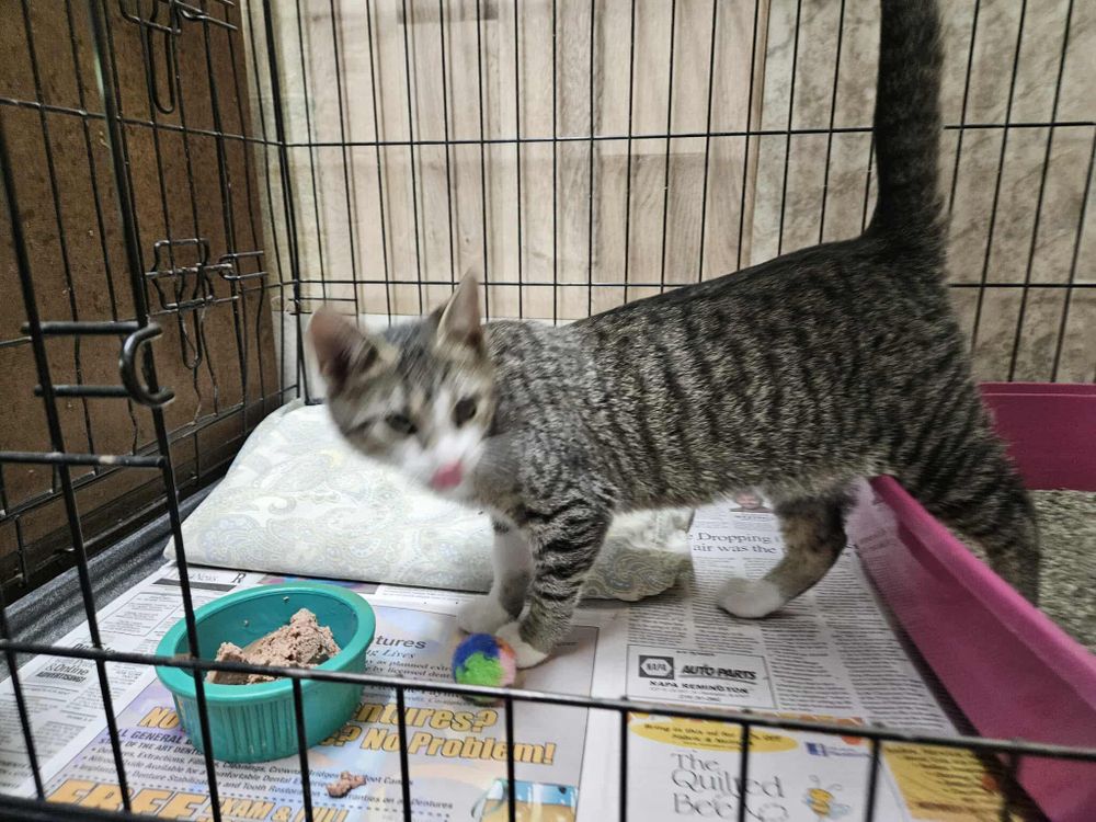 Tamara is a Domestic Short Hair cat, available for adoption in Monticello, IN.