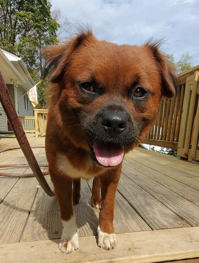 Viktor is a Mixed Breed dog, available for adoption in Argyle, NY.