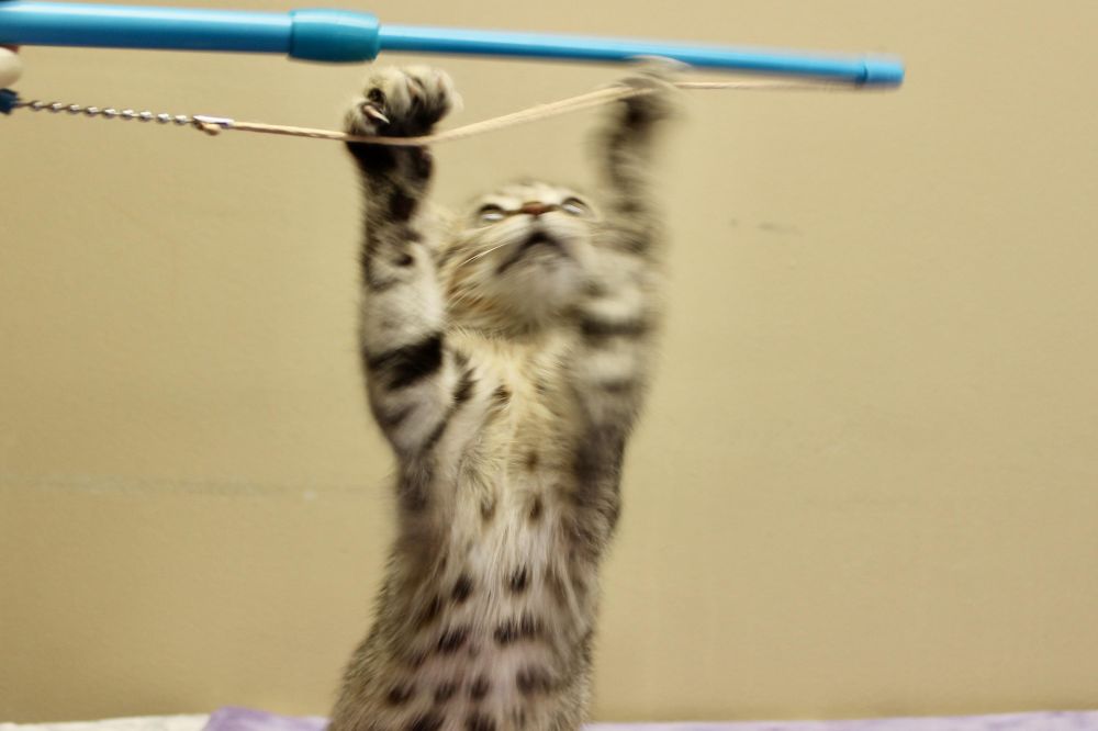 SHIITAKE is a Domestic Short Hair and Tabby cat, available for adoption in Brazil, IN.