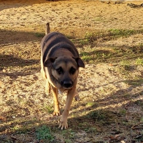 Max 9842 is a Mixed Breed dog, available for adoption in LOXAHATCHEE, FL.