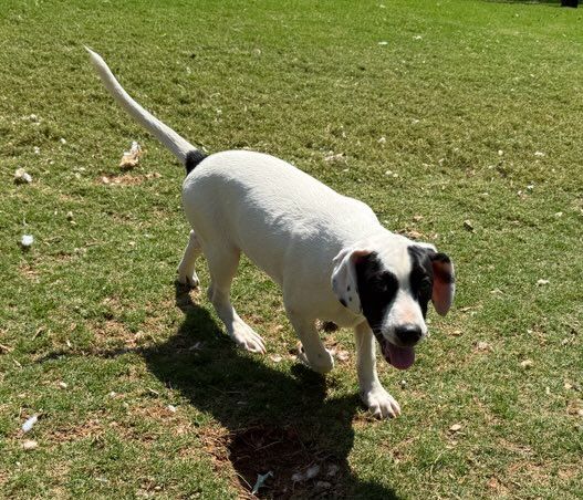 Bentley is a Rat Terrier mix dog, available for adoption in Milton, GA.