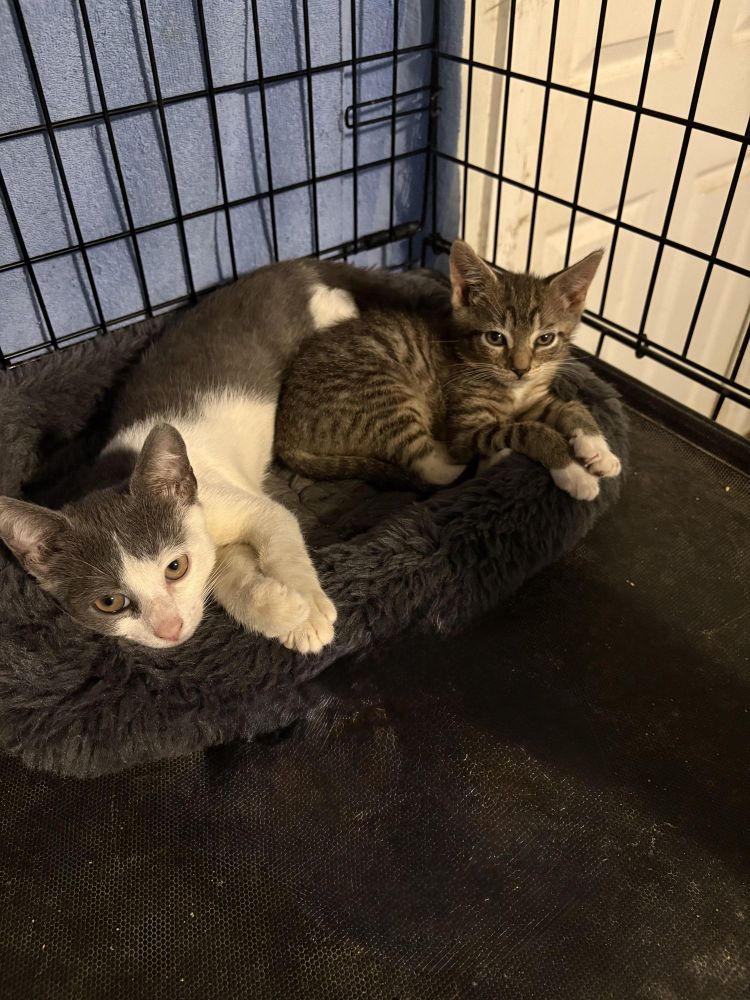 Wendell & Jackson BONDED is a Domestic Short Hair mix cat, available for adoption in North Grosvenordale, CT.