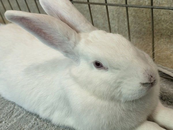 Dr. Pepper is a Bunny Rabbit mix available for adoption in Santa Rosa, CA.