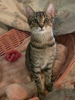 Taylor is a Tabby mix cat, available for adoption in Raleigh, NC.