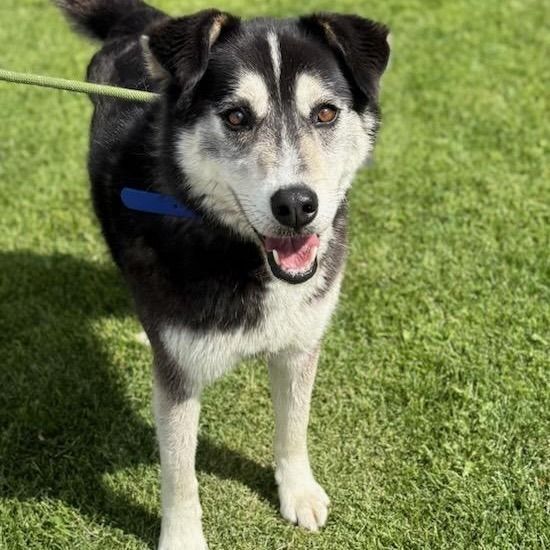 Hudson is a Husky mix dog, available for adoption in Logan, UT.