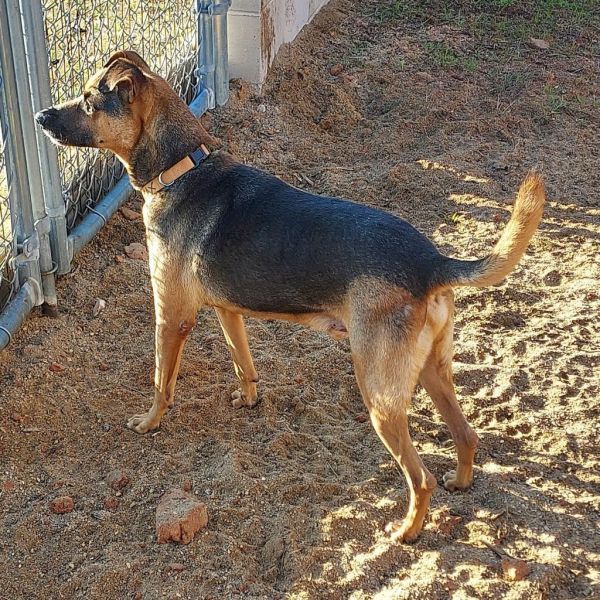 Max 9842 is a Mixed Breed dog, available for adoption in LOXAHATCHEE, FL.