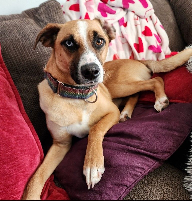 BEN is a German Shepherd Dog and Husky available for adoption in Sioux Falls , SD.