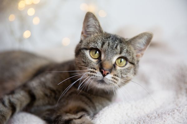 Spinderella is a Domestic Short Hair cat, available for adoption in Wheaton, IL.