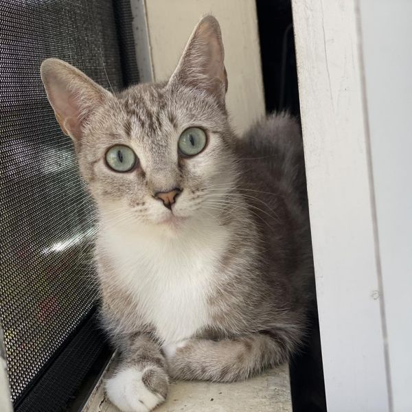 Winter is a Domestic Short Hair cat, available for adoption in Los Angeles, CA.