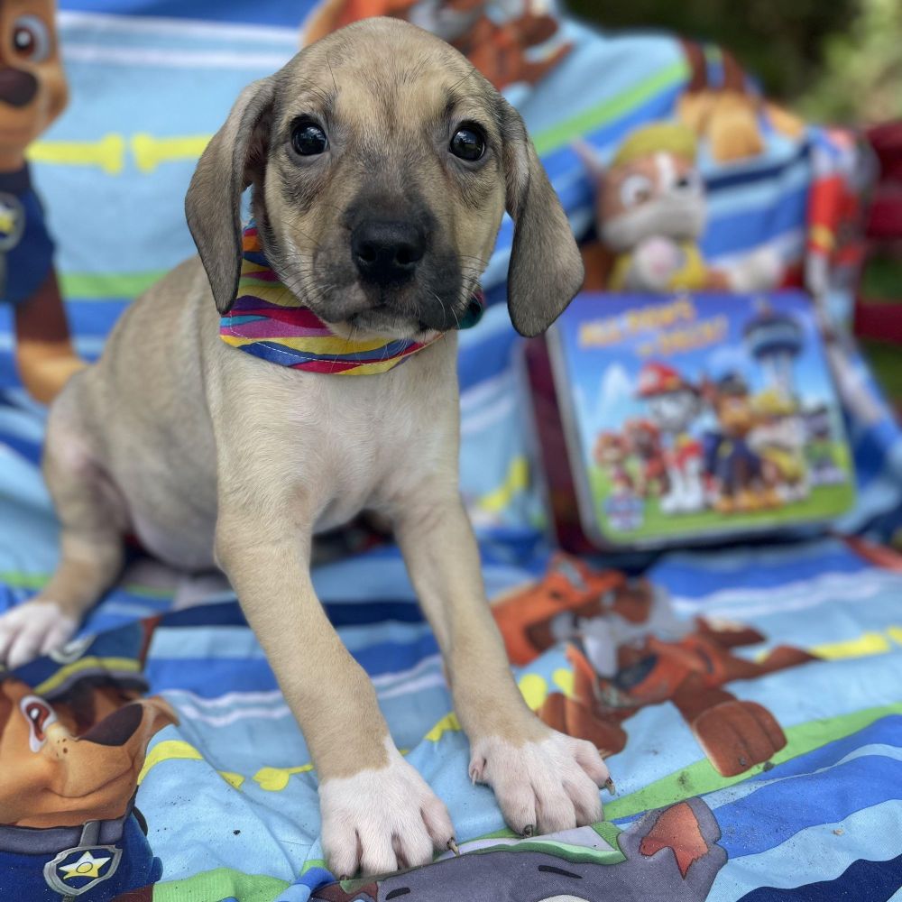 Pound Cake is a Catahoula Leopard Dog and Bluetick Coonhound available for adoption in Sebring, FL.
