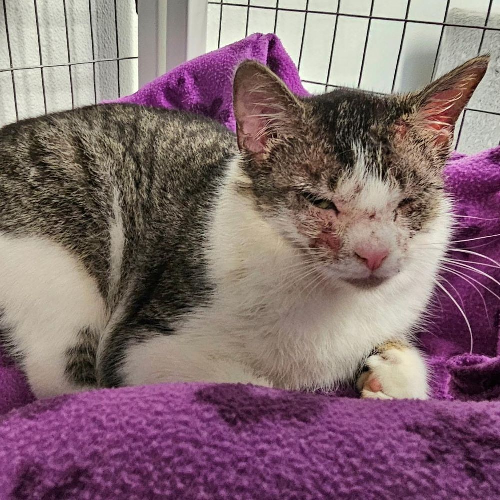 Bunny is a Domestic Short Hair cat, available for adoption in Waynesville, NC.