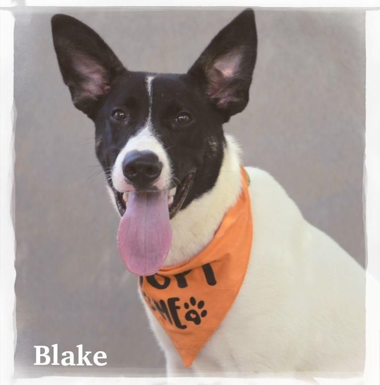 Blake is a Labrador Retriever mix dog, available for adoption in Tinley Park, IL.