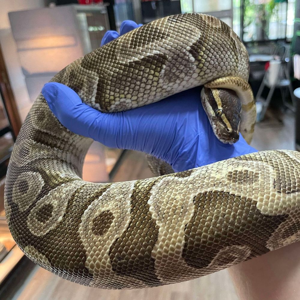 Shuckle is a Ball Python snake, available for adoption in Durham, NC.