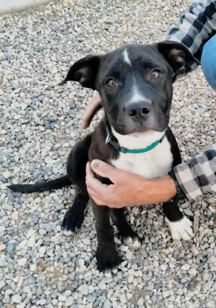 My name is Luca!! is a Boxer and Black Labrador Retriever dog, available for adoption in Manhattan Beach, CA.