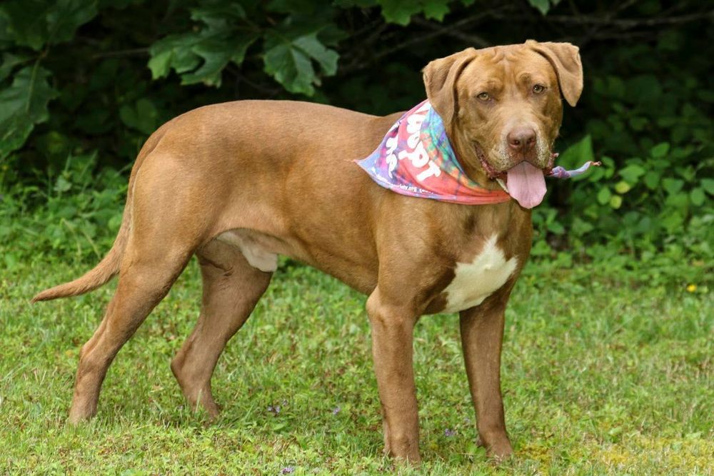 Kane is a Pit Bull Terrier mix dog, available for adoption in Cashiers, NC.