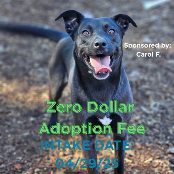Zoey is a Mixed Breed dog, available for adoption in Mount Shasta, CA.