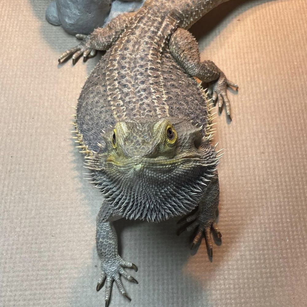 Newton is a Bearded Dragon reptile, available for adoption in Durham, NC.