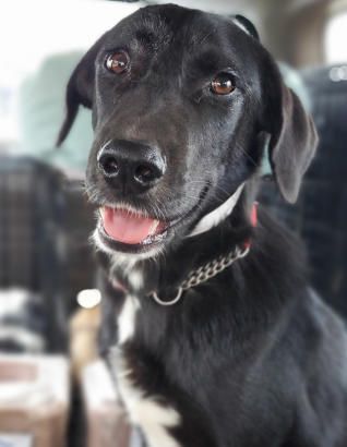 Sniffers is a Labrador Retriever and Shepherd dog, available for adoption in Nokomis, FL.