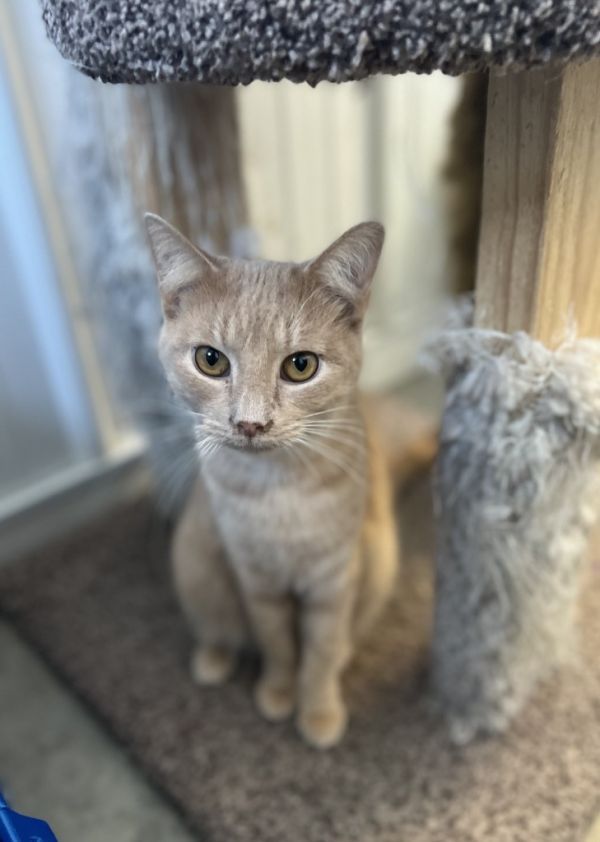 Phineas is a Domestic Short Hair mix cat, available for adoption in Hartford City, IN.