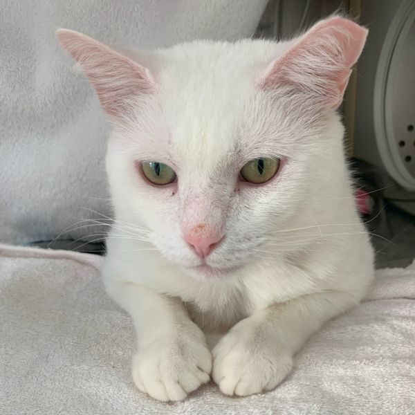 Jack Frost is a Domestic Short Hair cat, available for adoption in Lynchburg, VA.