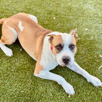 Angus is a Terrier and Mixed Breed dog, available for adoption in Gastonia, NC.