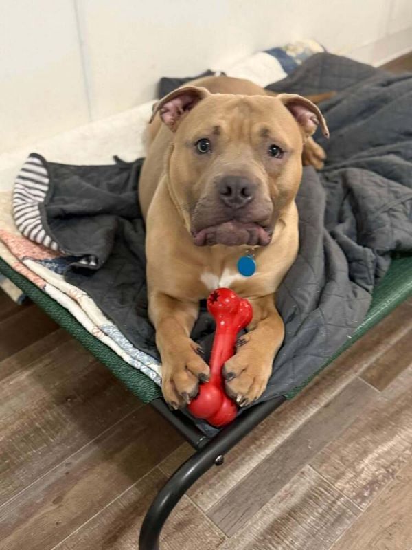 Buck is a Pit Bull Terrier and Mastiff dog, available for adoption in Groveland, MA.