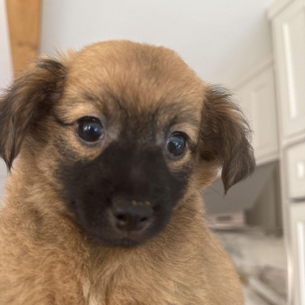 Brando is a Chihuahua mix dog, available for adoption in Justin, TX.