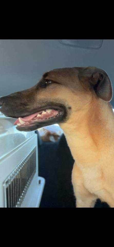 Puttin' on the Blitz!! is a German Shepherd Dog and Greyhound available for adoption in Manhattan Beach, CA.