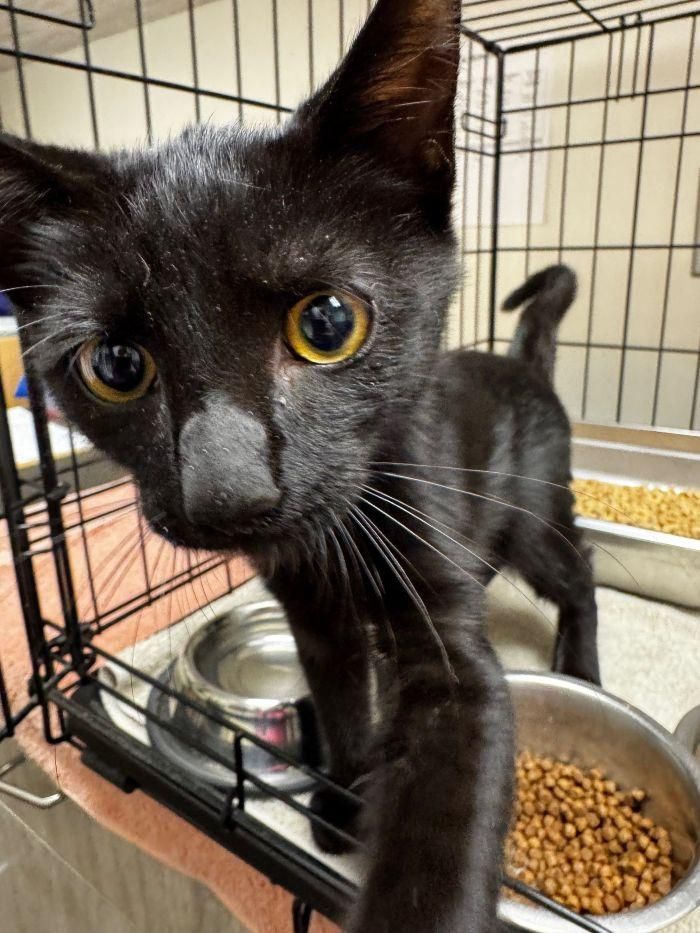 Bellamy is a Domestic Short Hair cat, available for adoption in Hilton Head Island, SC.
